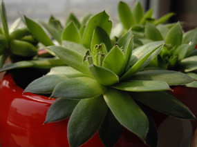 ����ֲ�ﱦʯ��