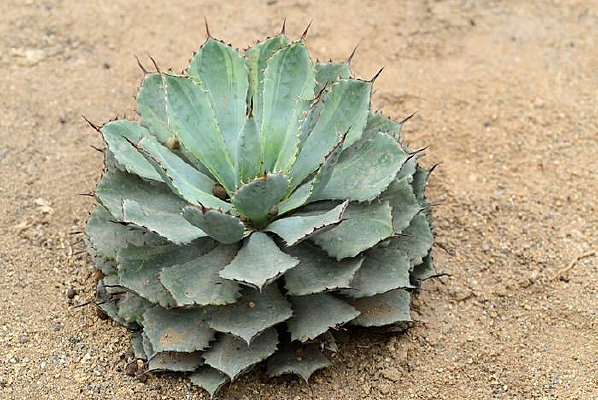 ֲ������