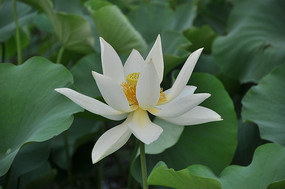 ��Ҷ��ʢ���İ�ɫ�ɻ�