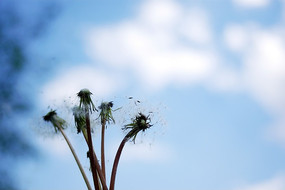 Ʈɢ���ѹ�Ӣ