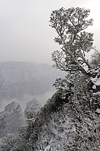 ����ѩ��