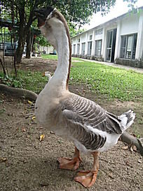 狮头鹅 一只狮头鹅