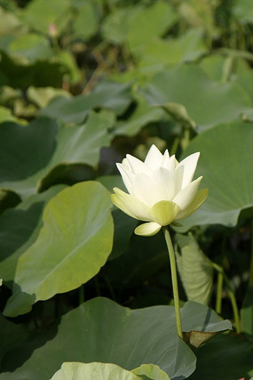 陽光下一朵盛開的白色芙蓉