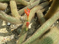 ����ָ����