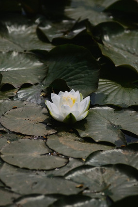 浮萍中一朵出淤泥而不染的白莲花