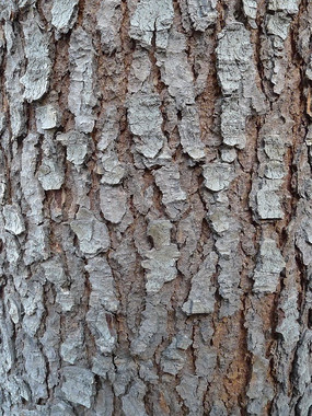 杨树树皮