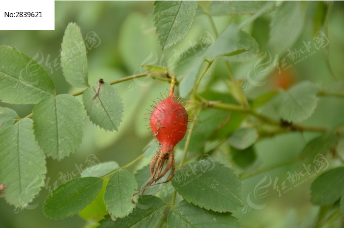 带刺儿的野果特写