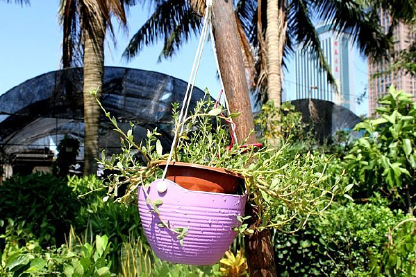 ����ֲ��