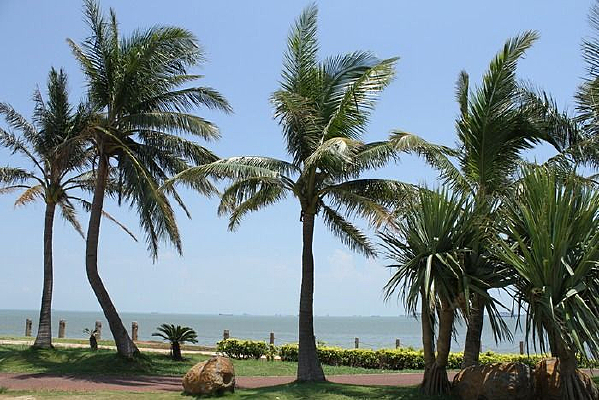 ���ߵ�Ҭ��