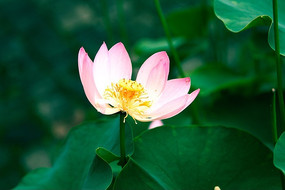 ��ȱ������