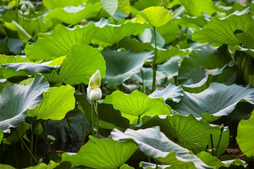 �����͵�һƬ