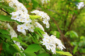 ��ɫ����