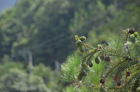 ɼ������