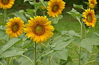 ̫����ʢ������