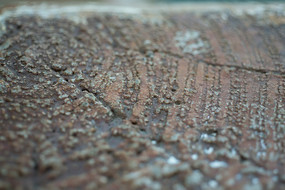 ������׮