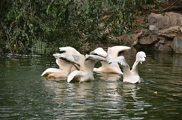 ���ɲ���