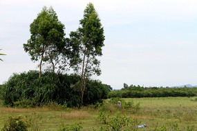 ����ֲ��