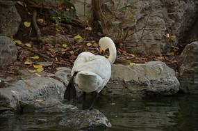 ����վ��