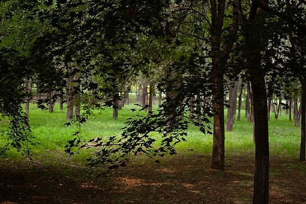 ��԰��ķ�Ҷ