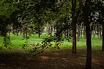 ��԰��ķ�Ҷ