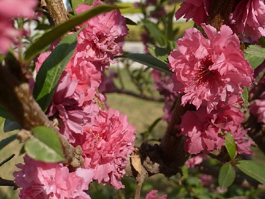 ��÷����