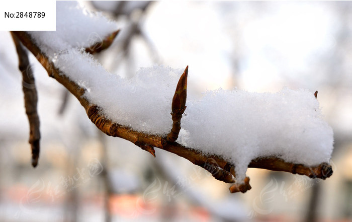 积雪落在树枝上