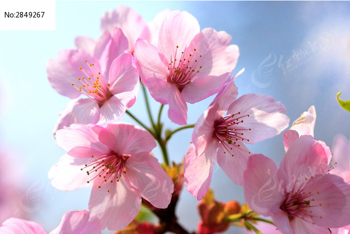 蓝天映衬下的粉红色樱花和花蕊