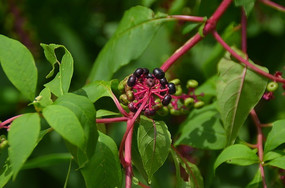 ��ɫ����