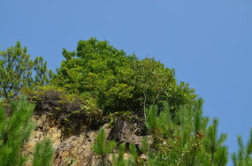 ɽ���ϵ���