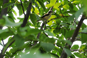 ֲ���ϵ���