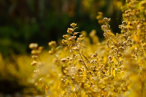 ���õ�Ұ��