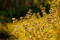 ���õ�Ұ��