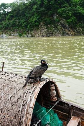 ������ӥ