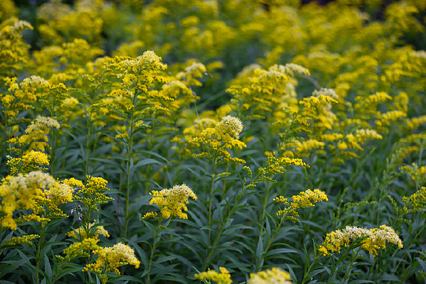 С�ƻ���Ұ��