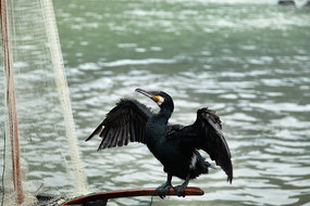 ����С��ͷ