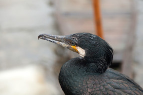 ������д