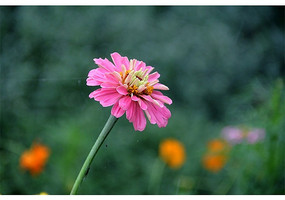 ��԰�￪��ɫ�Ļ�