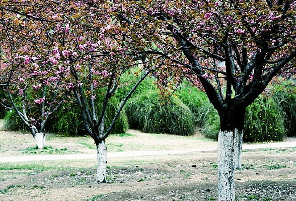 �����ֿ���