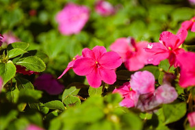 ���޷��ɻ�