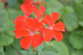 �Ļ�����