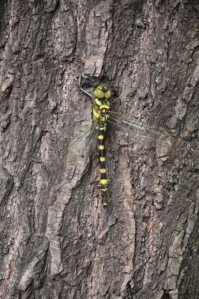 �����ϵĻ�ɫ