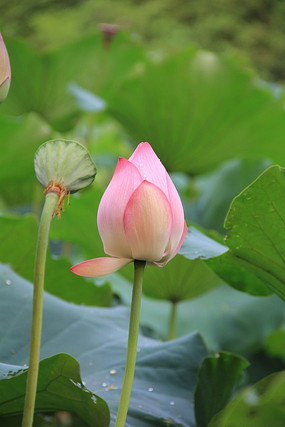 ��ɫ����ͻ���