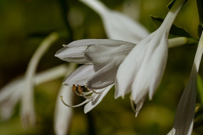 ���ܻ���