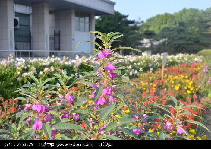 線描鳳仙花