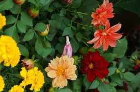 ������Ҷ��