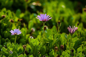 ��ɫС����˹��