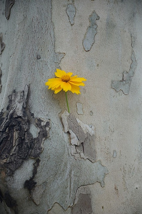 �ƻ�������