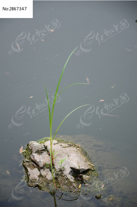 水中石头缝隙长出的小草