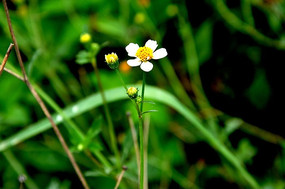 Ұ����ɫС������