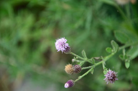 һ����ɫС��